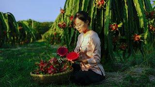 Harvest dragon fruit, make pink food