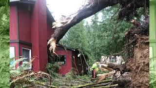 Trees Got You Down? Fallen Tree Removal Services In Seattle WA - Sound Tree Care