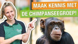 Bouwupdate: maak kennis met de chimpanseegroep!  Bouwvideo #2 | Chimpanseevallei