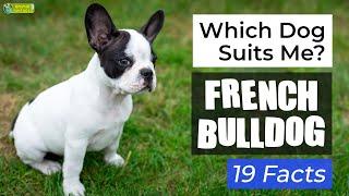 Is a French Bulldog the Right Dog Breed for Me? 19 Facts About French Bulldog Dogs!