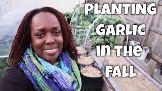 Planting Garlic in the Fall