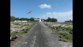 Midway Atoll - Colony Overview