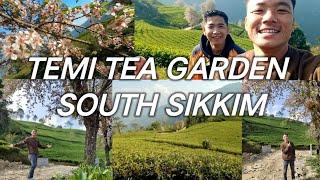 Temi Tea Garden and Ravangla Tour with Friends  #southsikkim