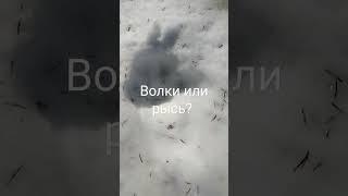 Следы диких животных, добавляют адренолина