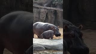 Boipelo and Kalo #dallaszoo