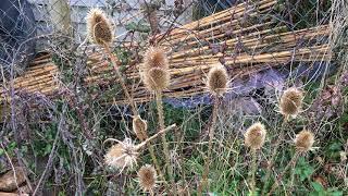 Teasel (Dipsacus) - flower heads (snow) - March 2018