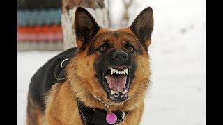 Angry German Shepherd Barking on Cows