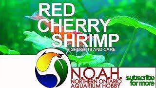 Red Cherry Shrimp Care Info  Profile of Neocaridina Heteropoda