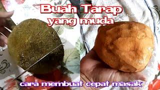 Buah Tarap Muda - Cara membuat cepat masak