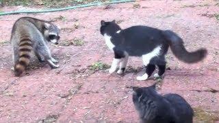 Cat vs Raccoon