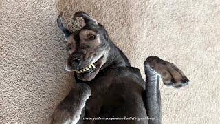 Funny Smiling & Snacking Great Danes & Cat Will Make You Laugh