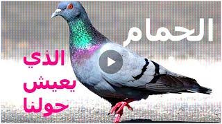 معلومات عن الحمام الذي يعيش حولنا (معلومات عن الحمام البري)