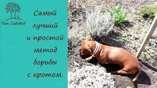 простой способ борьбы с кротом