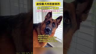 社会百态 | 退役警犬即将被领养，新主任的出现令他很震惊。网友：世界是个大圈圈