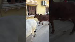 So many cows in the streets of Jaipur, India 