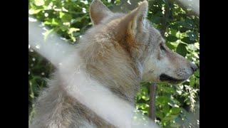 Au plus près des loups dans un parc en Lozère