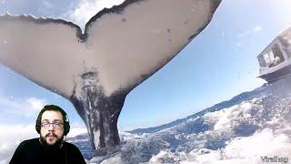 Whale Tries to Slap Diver - MikeTheTech Reacts to Daily Dose of Internet (Jan 17 2022)