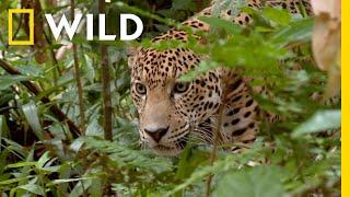  LIVE: Killer Clashes: Survival of the Fittest | Animal Fight Night S3 FULL EPISODES | Nat Geo