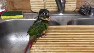 Part 2: Baby Green Cheek Conure Parrot is taking a long shower