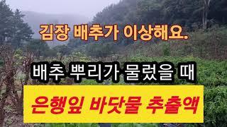 지금 풀솜네 김장 배추는?