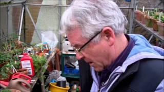 Pruning Grape Vines Demo | Grape Growing Tips