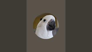 cockatoo sisu is live!