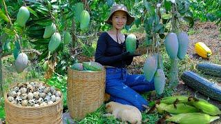 Harvest And Cook: Mangoes, Quail Eggs, Zucchini, Sweet Corn - Farm, Raise Livestock.