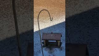 Birds Eating And Frolicking At The Feeder