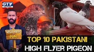 Top 10 Pakistani High Flyer Pigeon I Wild Pets With Aun