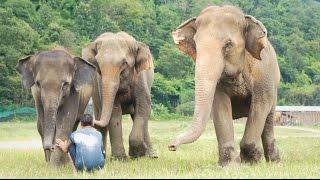 Man Playing With His Elephant Family | Elephant Nature Park