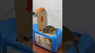 The most creative homemade mouse trap idea // Mouse trap 2 #rat #rattrap #mousetrap #shorts