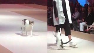 Stray Feline Joins Catwalk During Istanbul Fashion Show