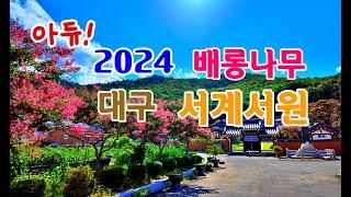 아듀 2024 배롱나무, 대구 서계서원 배롱나무 환성정