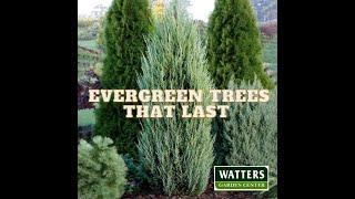 Evergreen Trees that Last