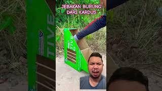 BURUNG MERPATI DAN JEBAKAN BURUNG!!?? #pigeon #uniquetrap #birds #easytrap #trapbox #birdtrap