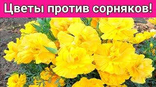 Топ-6 цветов против сорняков! Посадите эти цветы, они вытеснят сорняки на клумбах и цветниках в саду