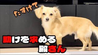 【チワックス】殿さんが助けを求める理由がこちらです！