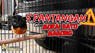 5 Pantangan Ketika Burung Murai Batu Mabung