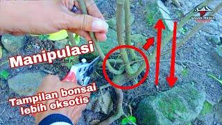 use this method!!! Bonsai ileng-ileng material becomes more old in character - bonsai trees