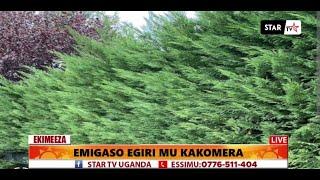 Health Benefits in Cypress Tree/ Emigaso Egiri Mu kakomera Eri Abantu