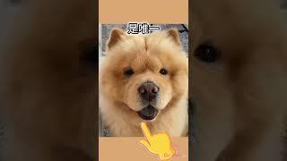 5個 你沒聽過的動物冷知識2023  #short #tiktok #可愛動物