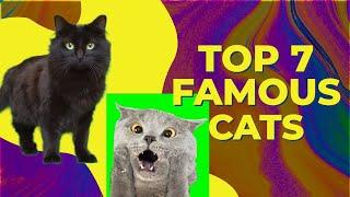 Top 7 most famous cats in the world!