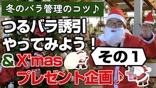 【バラの育て方】冬のバラ管理のコツつるバラ誘引やってみよう！その①＆X'masプレゼント企画（2024年12月20日）