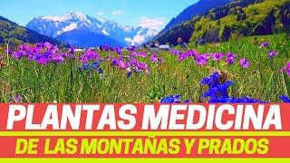 PLANTAS MEDICINALES DE MONTAÑA, Acónito, Árnica, Artemisa, Artemisia, Ruda, Llantén mayor, Plantago