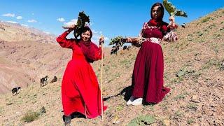 How is village life in afghanistan ?  : Mountain Rhubarb Picking In Afghanistan