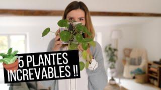  5 plantes d'intérieur INCREVABLES et faciles à entretenir !!! | tribulationsdanais