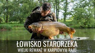 ŁOWISKO STARORZEKA - WALECZNE KARPIE Z KLIMATYCZNEJ WODY