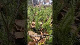 What's Hiding in This Forest Floor?