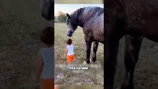 Лошадь обняла младенца 