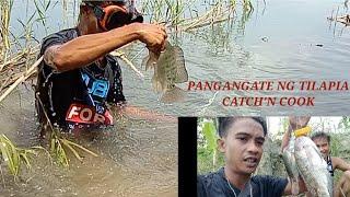 PANGANGATE NG TILAPIA / CATCH'N COOK